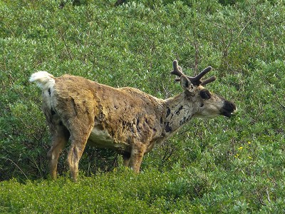 Caribou