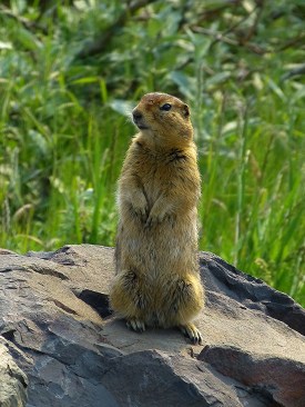 Arctic Ground Squirrel