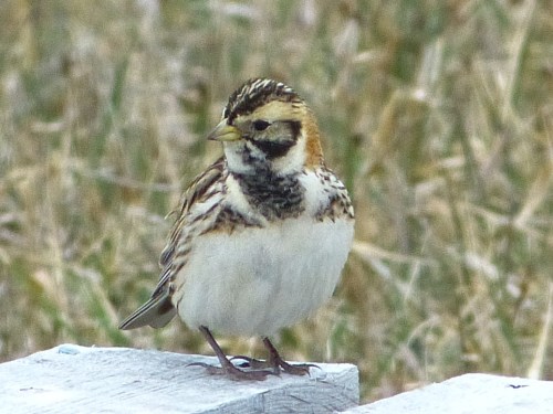 Lapland Longspur (female)
