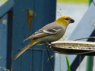 Pine Grosbeak (female)