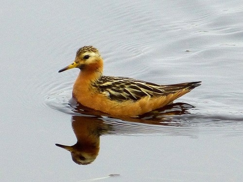 Red Phalarope