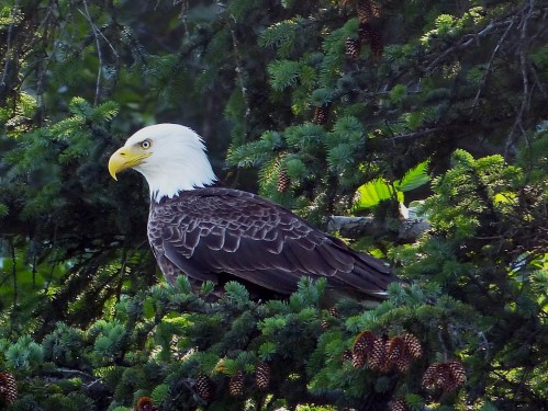 Bald Eagle in tree