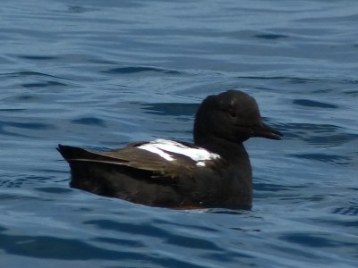 Black Guillemot