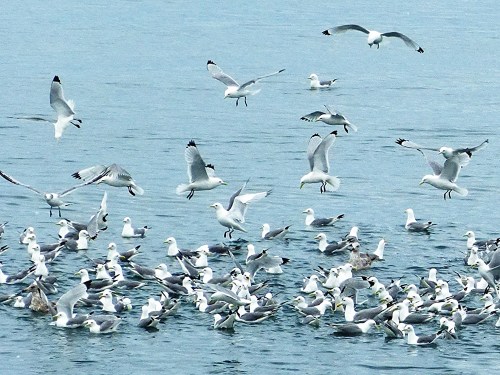 Black-legged Kittiwakes