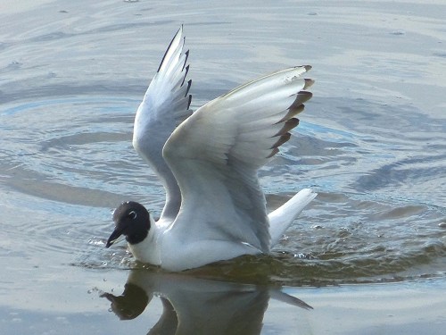Bonaparte's Gull