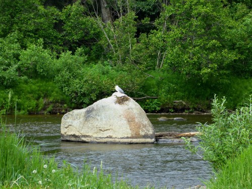 Nesting gulls at Anchor Point SRA