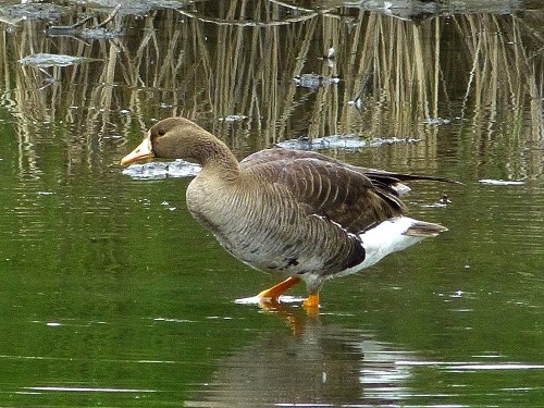 Greater White-fronted Goose