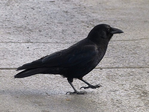 Northwestern Crow