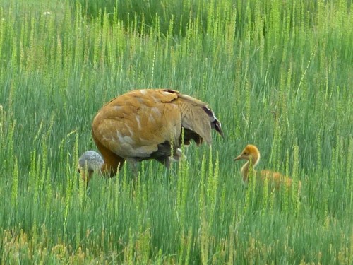 Sandhill Cranes