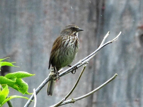 Song Sparrow