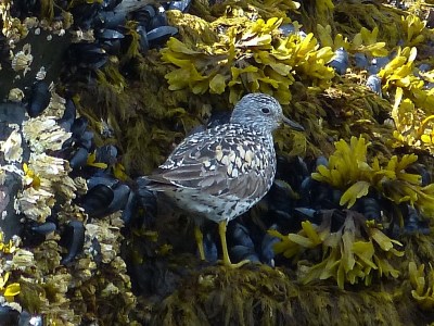 Surfbird