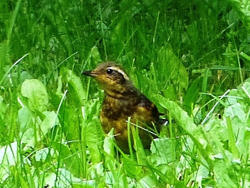 Juvenile Varied Thrush
