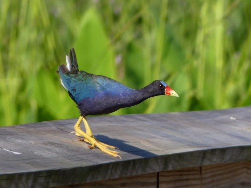 Purple Gallinule