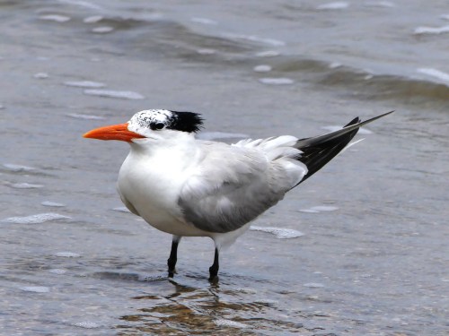 Royal Tern