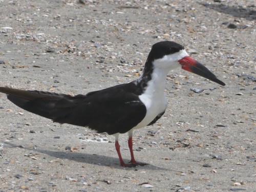 Black Skimmer