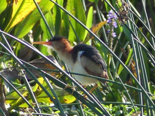 Least Bittern
