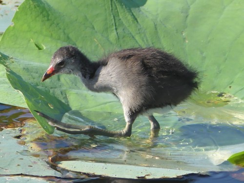 Common Gallinule