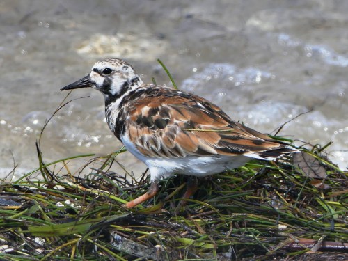 Ruddy Turnstone, June 2016, on the Dunedin Causeway
