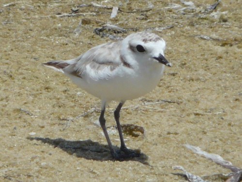 Snowy Plover