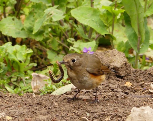 Red-flanked Bluetail in Shanghai's Century Park.