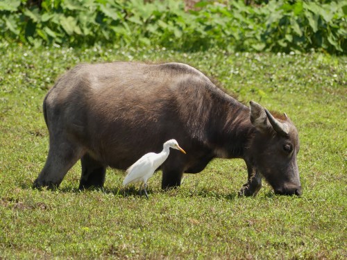 Water Buffalo and Cattle Egret at Pui O.