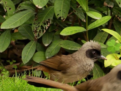 Masked Laughingthrush, a very common bird in Southern China.