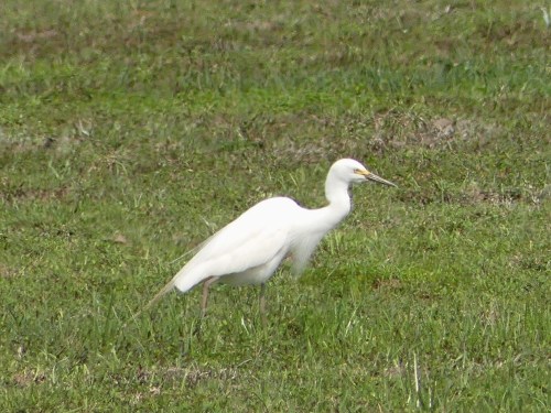 Intermediate Egret at Pui O.