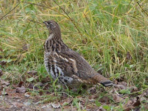 A Ruffed Grouse in the Bog.