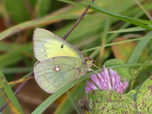 An Orange Sulphur at Rock Cut State Park
