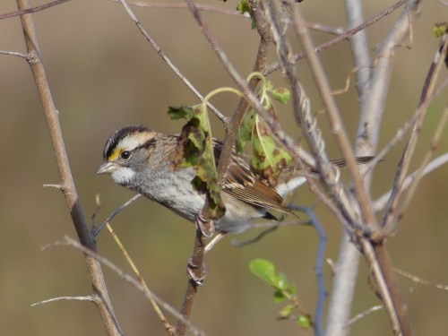 A White-throated Sparrow in Iowa