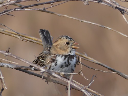 A young Harris's Sparrow sings in Jester Park.