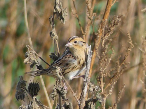 Le Conte's Sparrow in Iowa