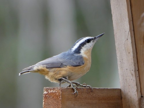 Red-breasted Nuthatches enjoy the feeders at the Sax-Zim bog Welcome Center.