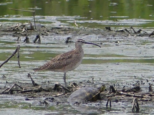 Bad photo, but great bird - the first Whimbrel ever observed in Forsyth County.