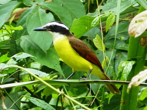 The closest I'll ever get to a world big year was in 2014 when I went to both China and Belize, where I saw this Great Kiskadee.
