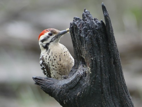 Male Ladder-backed Woodpecker, a species that I saw at Commons Ford Park and again later at Pedernales Falls State Park.