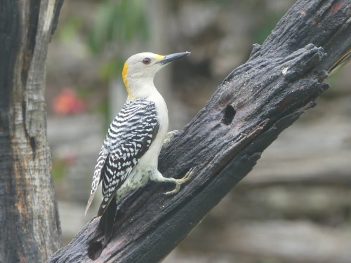 Female Golden-fronted Woodpecker