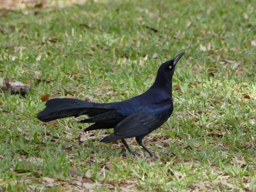 Great-tailed Grackles were abundant on the Austin capitol grounds.