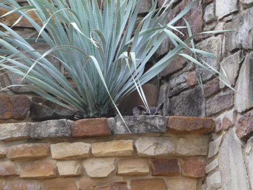 Look carefully under the sotol to see Athena's eyes just peeking over the edge of the planter.