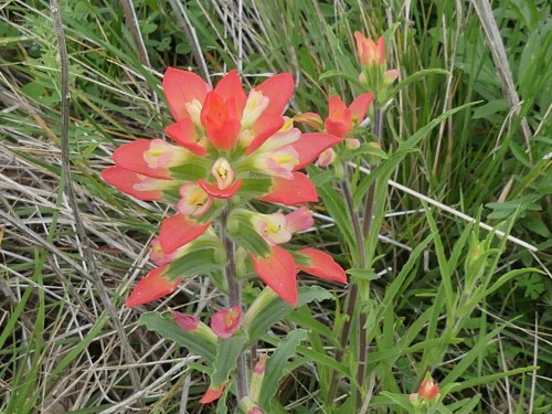 Texas Indian Paintbrush 
