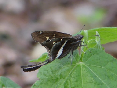 I especially enjoyed the butterfly garden where I found a new butterfly, White-striped Longtail.
