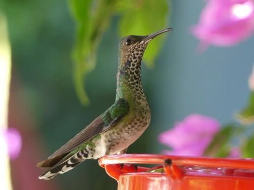 Female White-necked Jacobin