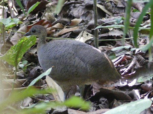 Great Tinamou