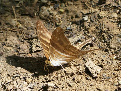 Many-banded Daggerwing