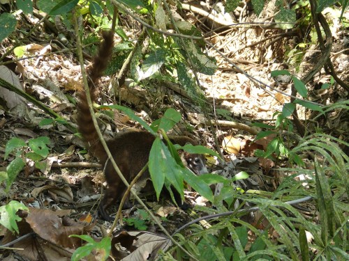 White-nosed Coati