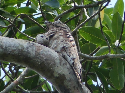 Great Potoo