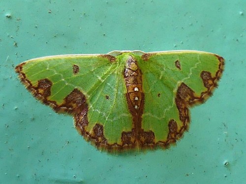 Moth at Canopy Tower tentatively identified as Synchlora gerularia.