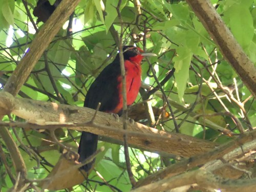 Rosy Thrush-Tanager