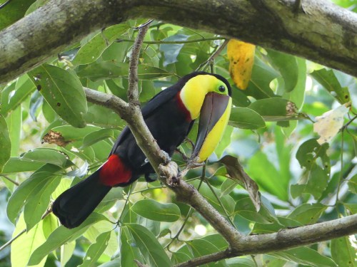 Yellow-throated Toucan