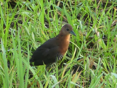 White-throated Crake